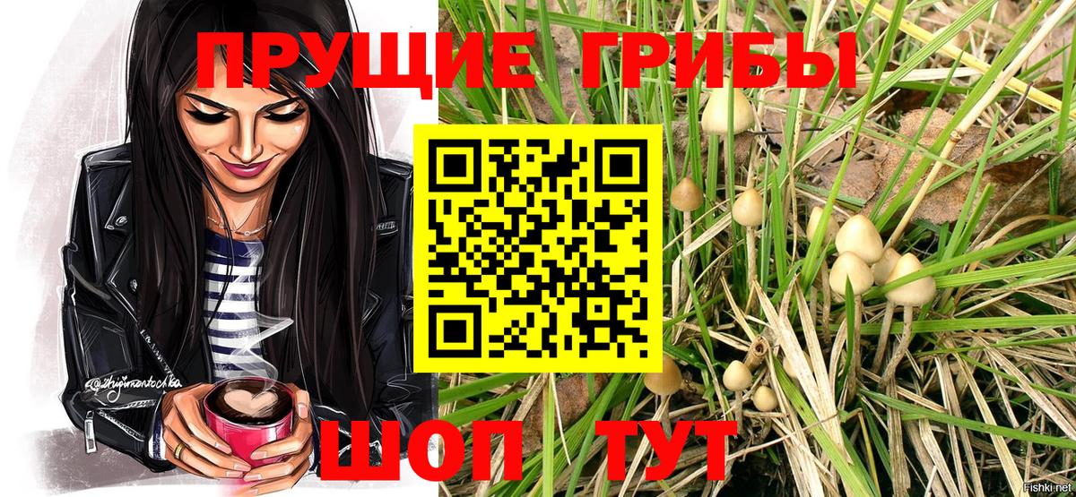 Псилоцибиновые грибы Cubensis Краснознаменск